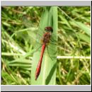 Sympetrum sanguineum - Blutrote Heidelibelle m05.jpg